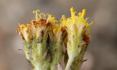 Senecio pauciflosculosus