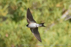 Hirundo dimidiata