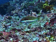 Pseudolabrus biserialis