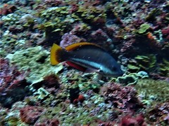 Pseudolabrus biserialis