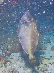 Meuschenia flavolineata