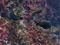 Anampses geographicus