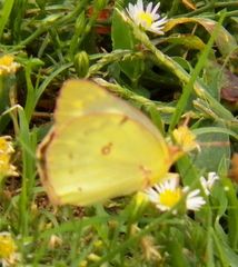 Colias philodice