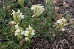 Scutellaria supina