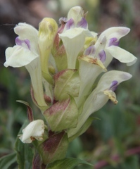 Scutellaria supina