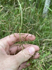 Capillipedium spicigerum