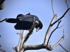 Corvus macrorhynchos