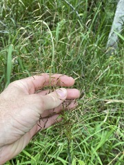 Capillipedium spicigerum