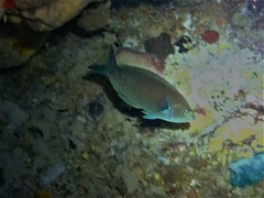 Anampses geographicus