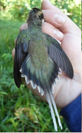 Pale-Bellied Hermit