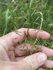 Capillipedium spicigerum