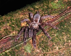 Psalmopoeus