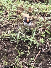 Atlapetes leucopterus