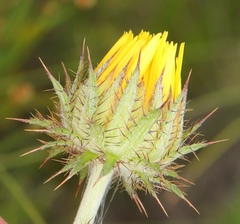 Berkheya decurrens