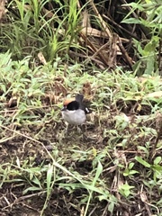 Atlapetes leucopterus