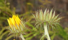 Berkheya decurrens