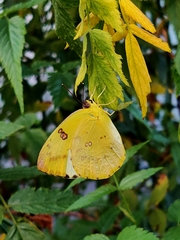 Catopsilia gorgophone