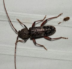 Phacodes