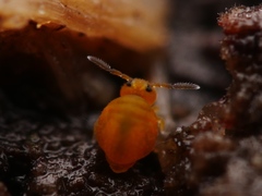 Sminthurinus aureus
