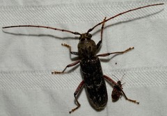 Phacodes
