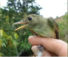 Olivaceous Flatbill photo 2