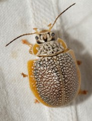 Paropsis dilatata