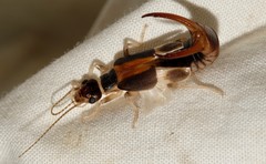 Labidura truncata