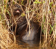 Lontra canadensis pacifica