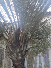 Dypsis decaryi