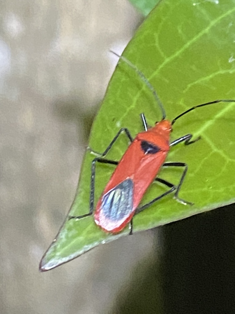 Thunberg Seedbugs