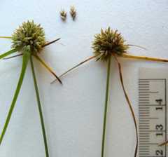 Cyperus lupulinus macilentus