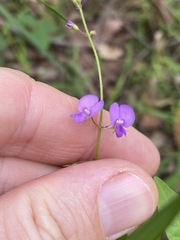 Desmodium rhytidophyllum