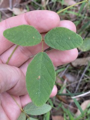 Desmodium rhytidophyllum