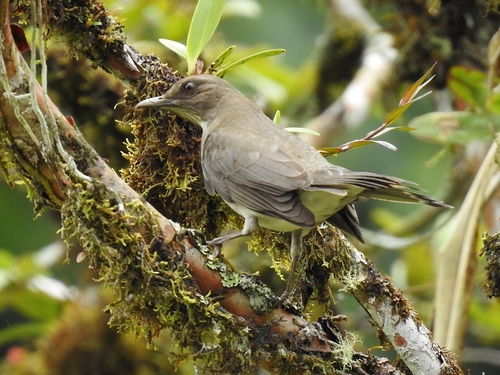 Black-billed Thrush (Turdus ignobilis), photo 6