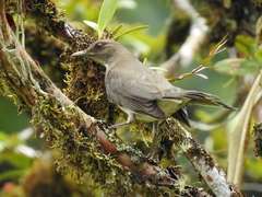 Black-Billed Thrush photo 1