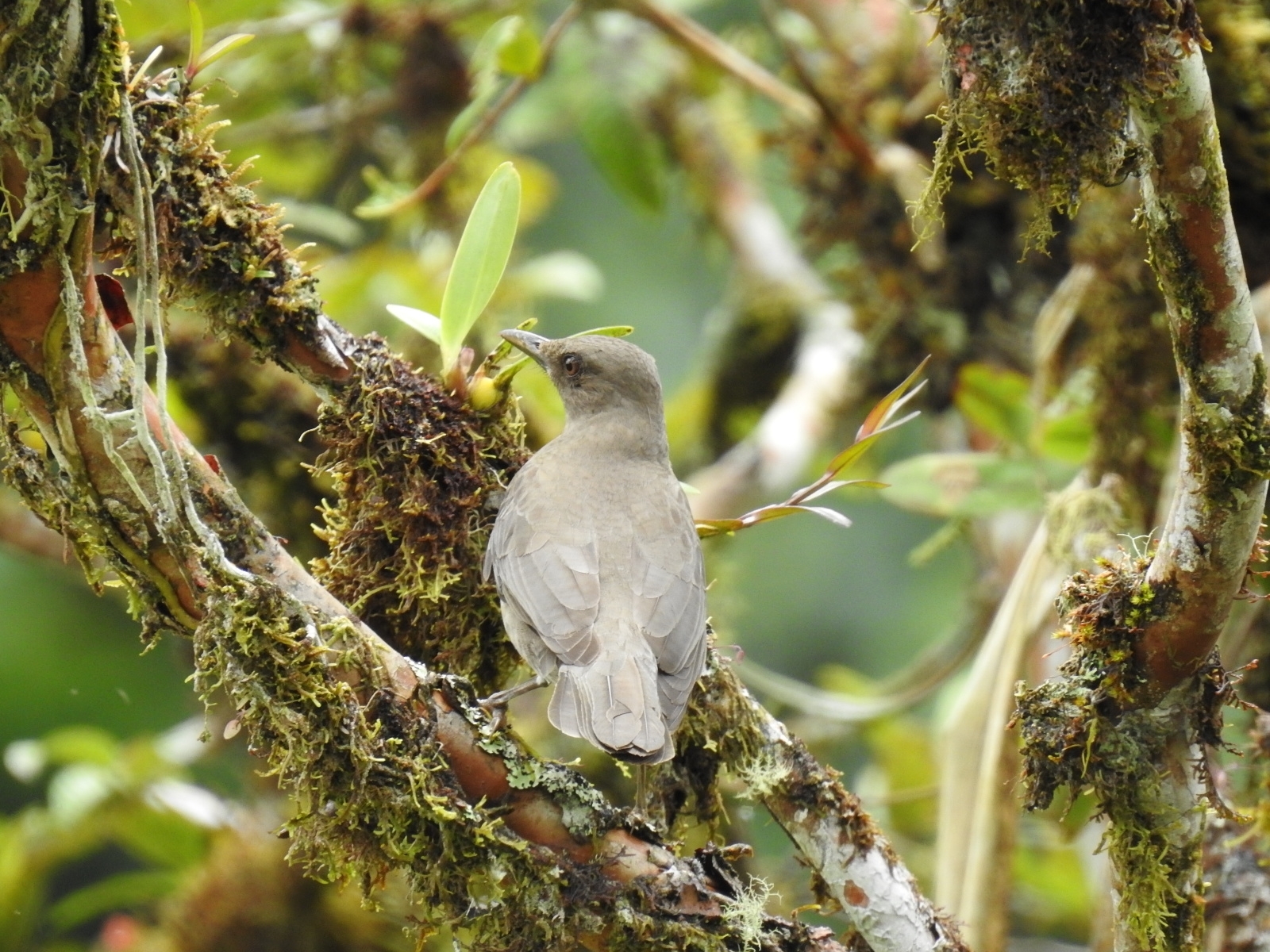 Black-billed Thrush (Turdus ignobilis)