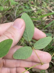 Desmodium rhytidophyllum