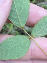 Desmodium rhytidophyllum