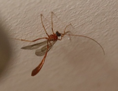 Enicospilus pacificus