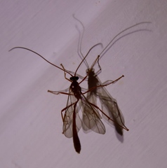 Enicospilus pacificus