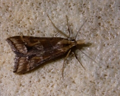 Diasemia disjectalis