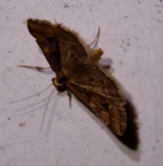 Diasemia disjectalis