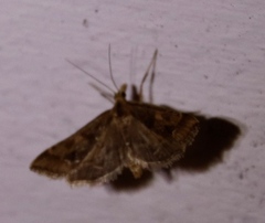 Diasemia disjectalis
