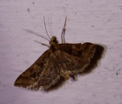 Diasemia disjectalis