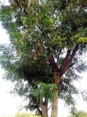 Albizia odoratissima