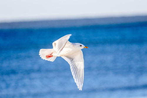 Iceland Gull