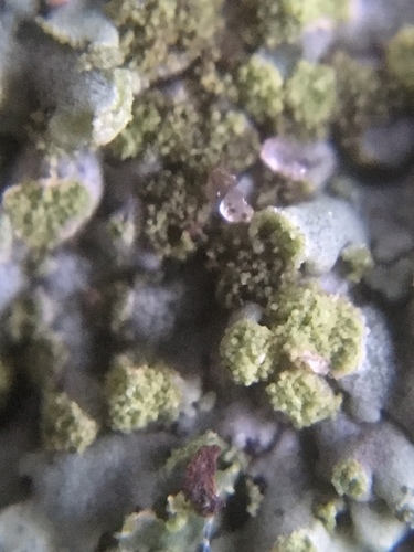 Mealy Shadow Lichen