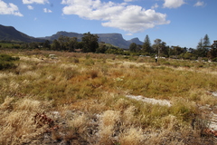 Aspalathus retroflexa retroflexa