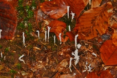 Clavaria falcata
