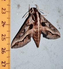 Theretra turneri